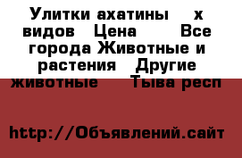 Улитки ахатины  2-х видов › Цена ­ 0 - Все города Животные и растения » Другие животные   . Тыва респ.